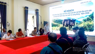 Cốc Lầu: Triển khai mô hình chăn nuôi lợn nái bản địa 
