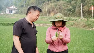 Lào Cai tăng cường điều tra phát hiện và phòng trừ sinh vật hại trên lúa mùa 2026 