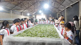 Trấn Yên ra mắt tour du lịch trải nghiệm nông nghiệp xanh năm 2026