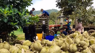 Đẩy mạnh đàm phán mở cửa, tạo cú hích cho xuất khẩu rau quả
