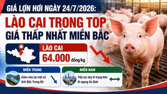 Giá lợn hơi ngày 24/7/2026: Lào Cai trong top giá thấp nhất miền Bắc