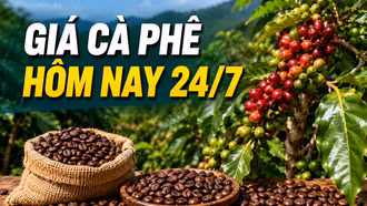 Thị trường cà phê ngày 24/7: Giá trong nước và thế giới đồng loạt bật tăng