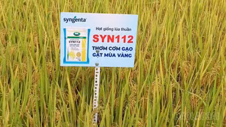 Đánh giá hiệu quả mô hình khảo nghiệm giống lúa thuần chất lượng cao Syn112