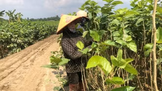Tập trung khôi phục sản xuất nông nghiệp