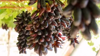 Giống nho mới - 'chìa khóa vàng' phát triển du lịch sinh thái ở Khánh Hòa