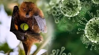Ấn Độ tuyên bố khống chế dịch virus Nipah, các nước châu Á nâng mức cảnh giác