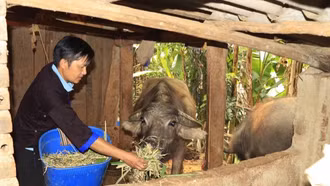 Đứng dậy sau vấp ngã và trở thành bí thư chi bộ uy tín