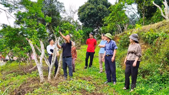 "Hồi sinh" những vườn bưởi già cỗi ở xã Thác Bà bằng mô hình mới