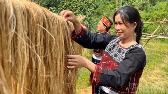 Bảo Hà: Biến thân chuối thành hàng hóa, tăng thu nhập cho nông dân
