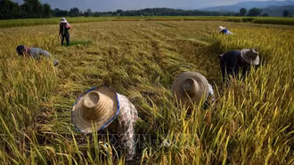 Siêu El Niño có thể gây cú sốc tăng giá lương thực toàn cầu đến năm 2028