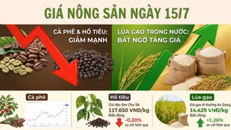 Giá nông sản ngày 15/7: Cà phê và hồ tiêu giảm mạnh, lúa gạo trong nước bất ngờ tăng giá