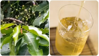 Uống nước vối thường xuyên có tốt?