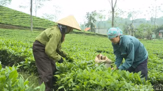 Thành lập Ban Chỉ đạo Trung ương Chương trình mục tiêu quốc gia vùng đồng bào dân tộc thiểu số và miền núi