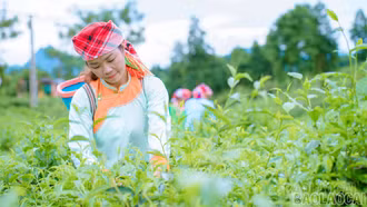 Lào Cai xây dựng vùng chè an toàn, hướng tới thị trường châu Âu