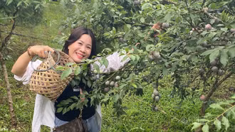 Sắp diễn ra Lễ hội Nông trại bốn mùa 2026 tại phường Trung Tâm