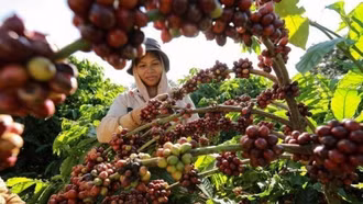 Cà phê Việt trước thách thức từ quy định chống mất rừng của EU