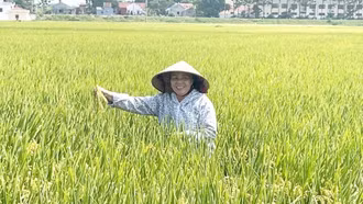 Nâng cao giá trị từ cây lúa: Đưa các giống mới, chất lượng cao vào sản xuất