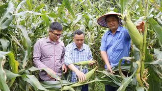 Pha Long: Mô hình trồng ngô ngọt trên đất cằn đạt giá trị khoảng 90 triệu đồng/ha