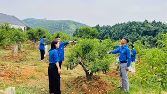 Tuổi trẻ phường Âu Lâu bứt phá làm giàu trên quê hương