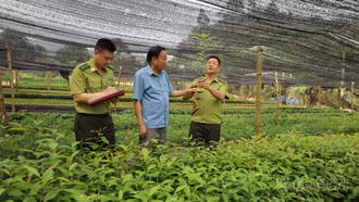 Bảo Thắng chủ động nguồn cây giống phục vụ trồng rừng