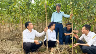 Tổng kết dự án trồng quế theo hướng hữu cơ giai đoạn 2024 - 2026