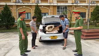 Công an xã Văn Bàn phát hiện xe ô tô chuyển gỗ pơ mu trái phép