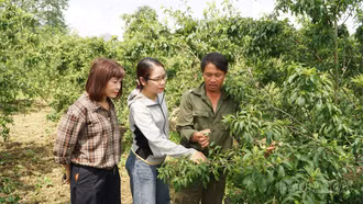Xót xa vùng cây ăn quả ôn đới Bắc Hà sau mưa đá