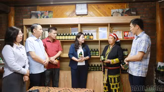 Phó Chủ tịch HĐND tỉnh Hoàng Thị Thanh Bình khảo sát mô hình trồng và chế biến sản phẩm từ cây dược liệu tại xã Tả Phìn