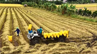 Gạo Việt có thể giữ được vị trí xuất khẩu thứ hai thế giới trong bao lâu?