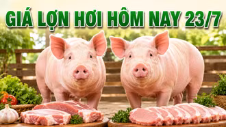 Giá lợn hơi hôm nay 23/7: Lào Cai giảm bao nhiêu?