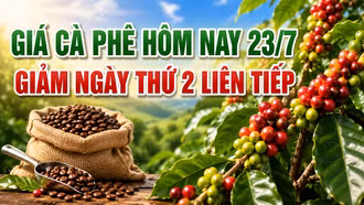 Giá cà phê hôm nay 23/7: Giảm phiên thứ hai liên tiếp, nguyên nhân do đâu?