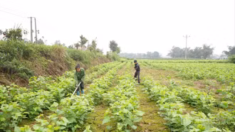 Nông dân Trấn Yên tập trung sản xuất nông nghiệp ngay sau Tết
