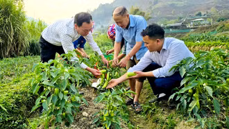 Lao Chải nâng giá trị nông nghiệp từ chuyển đổi cây trồng