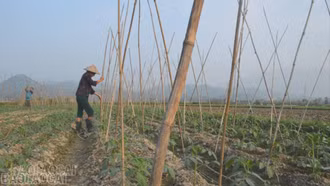 Cầu Thia: Nâng cao giá trị cây trồng vụ đông