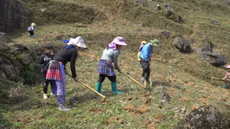 Nông dân huyện Si Ma Cai tích cực gieo trồng ngô vụ xuân hè