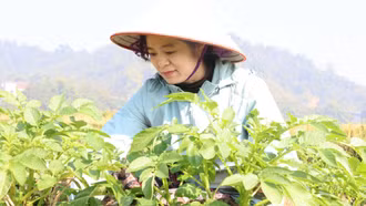 Xã Văn Bàn kỳ vọng vụ đông thắng lợi