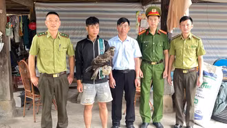 Tú Lệ tiếp nhận một cá thể diều hâu đen bị gãy cánh
