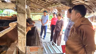 Đòn bẩy phát triển chăn nuôi hàng hóa ở Phong Dụ Hạ
