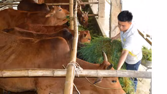 Những mô hình kinh tế tiêu biểu ở Phong Dụ Hạ