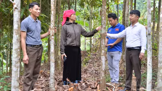 Phong Dụ Thượng tạo sinh kế, giảm nghèo bền vững