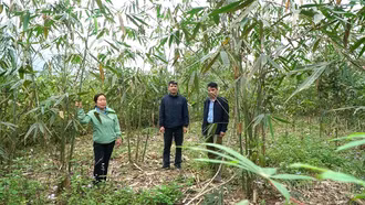 Bí thư Chi bộ thôn Đồng Cát - Tấm gương dám nghĩ, dám làm nơi vùng cao