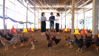 Đi lên từ cây quế