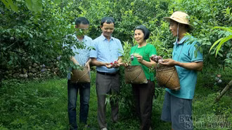 Mùa quả chín ở phường Trung Tâm