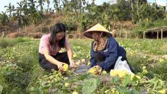 Thu nhập cao từ trồng dưa lê an toàn ở phường Âu Lâu