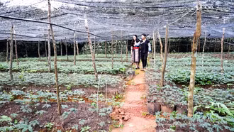 “Đảng viên đi trước” ở Púng Luông