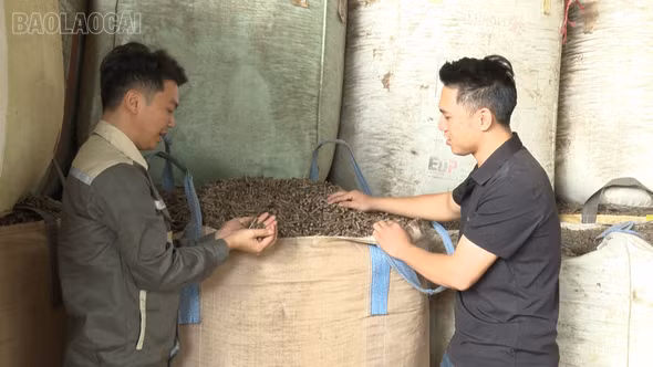 Người biến rác lâm sản thành viên nén gỗ
