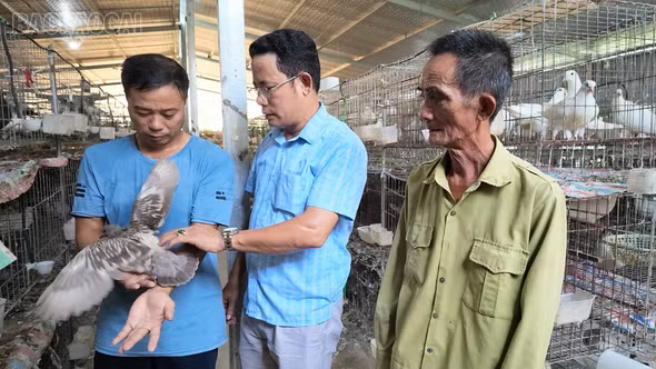 Nuôi chim bồ câu quy mô lớn