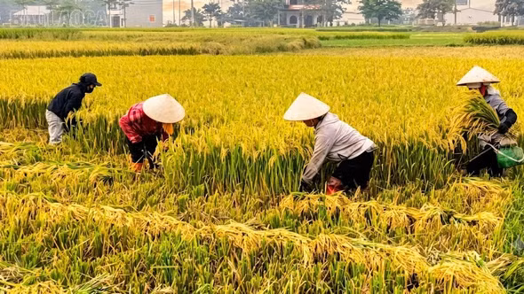 Nông nghiệp Lào Cai duy trì đà tăng trưởng, khẳng định vai trò trụ đỡ nền kinh tế