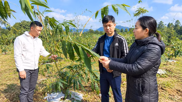 Thượng Bằng La: Nâng cao giá trị nông sản