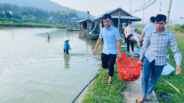 Cầu Thia sẵn sàng tổ chức Hội thi “Bắt cá ruộng”, tạo điểm nhấn du lịch Mường Lò